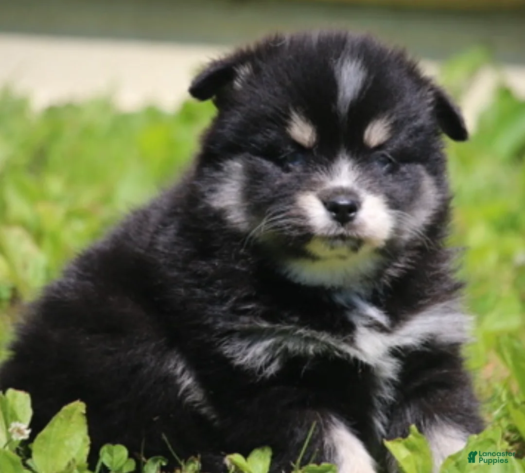 Pomsky dogs for sale: Deana - Ad 2