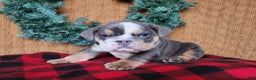 English Bulldog dogs for sale: Elliot - Ad 2