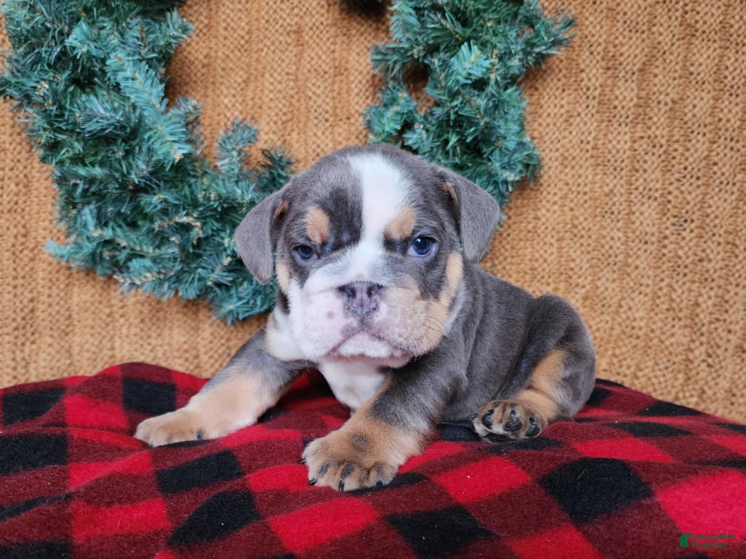 English Bulldog dogs for sale: Elliot - Ad 2