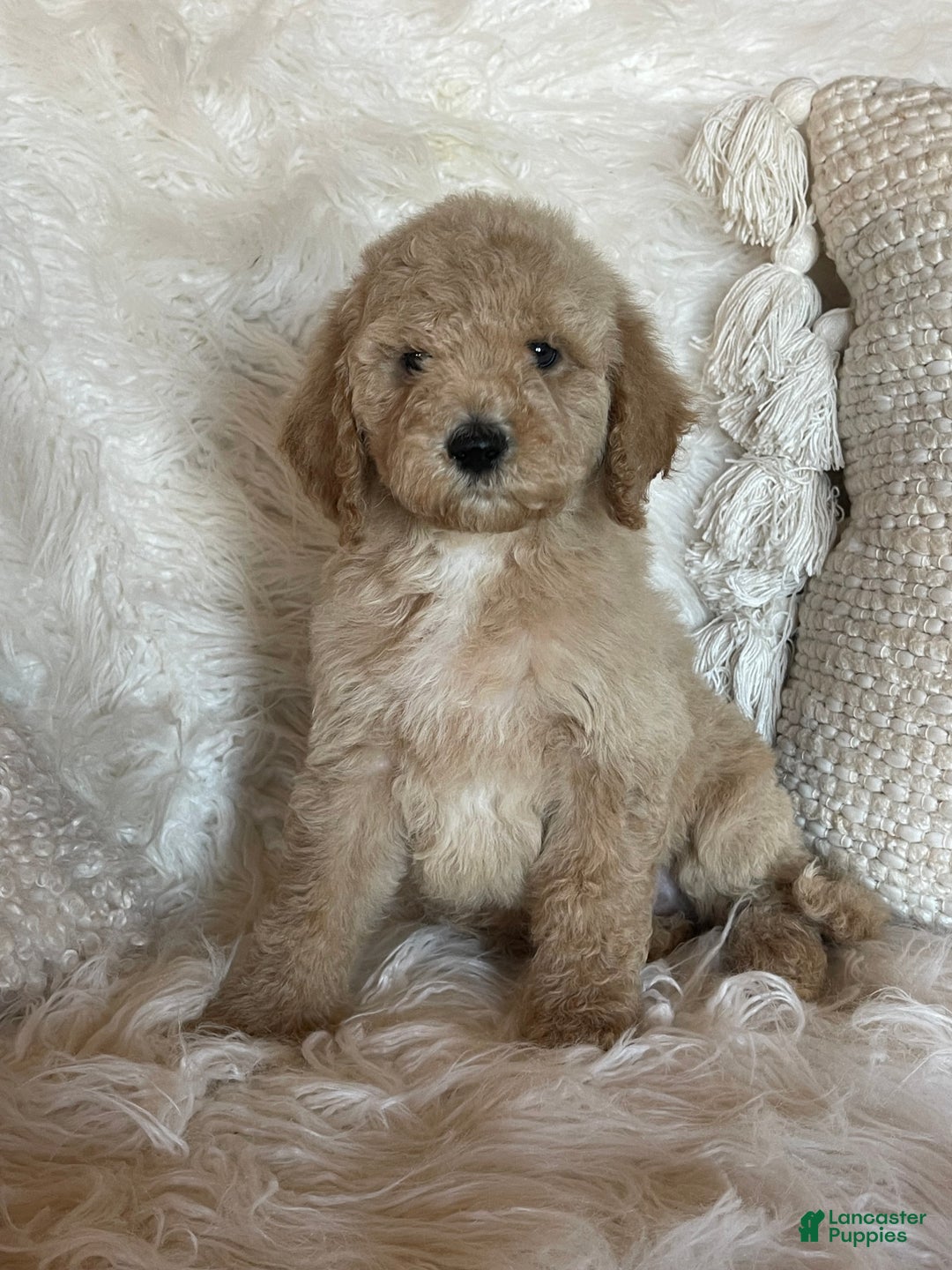 Goldendoodle dogs for sale: “Kringle” Male CKC Goldendoodle 🐶 parents dna/health tested clear  - Ad 2