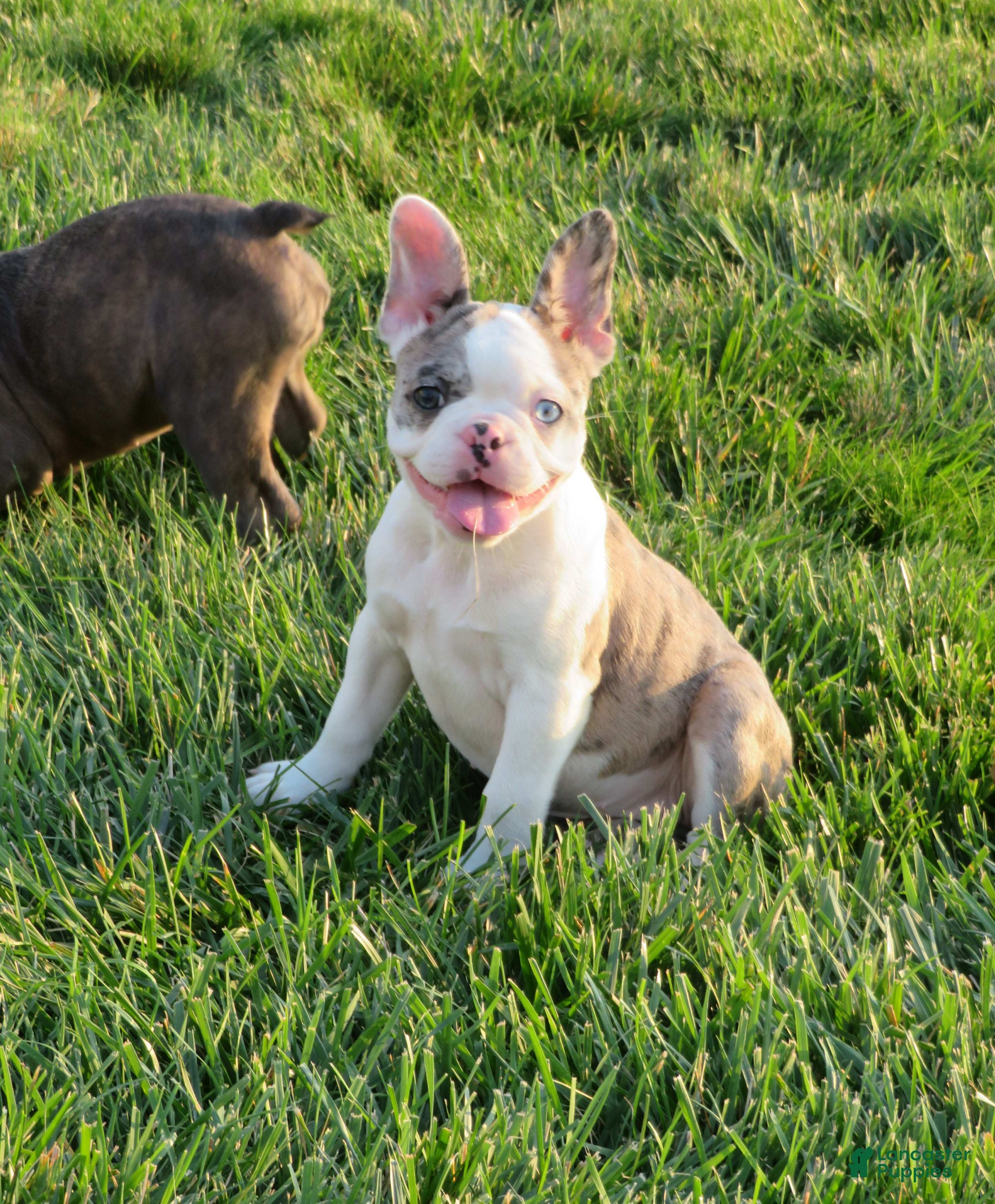 Frenchton dogs Daisy  - Ad 2