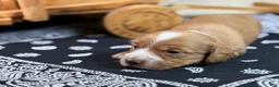 Miniature Dachshund dogs for sale: Dark cream - Blaze - Ad 20