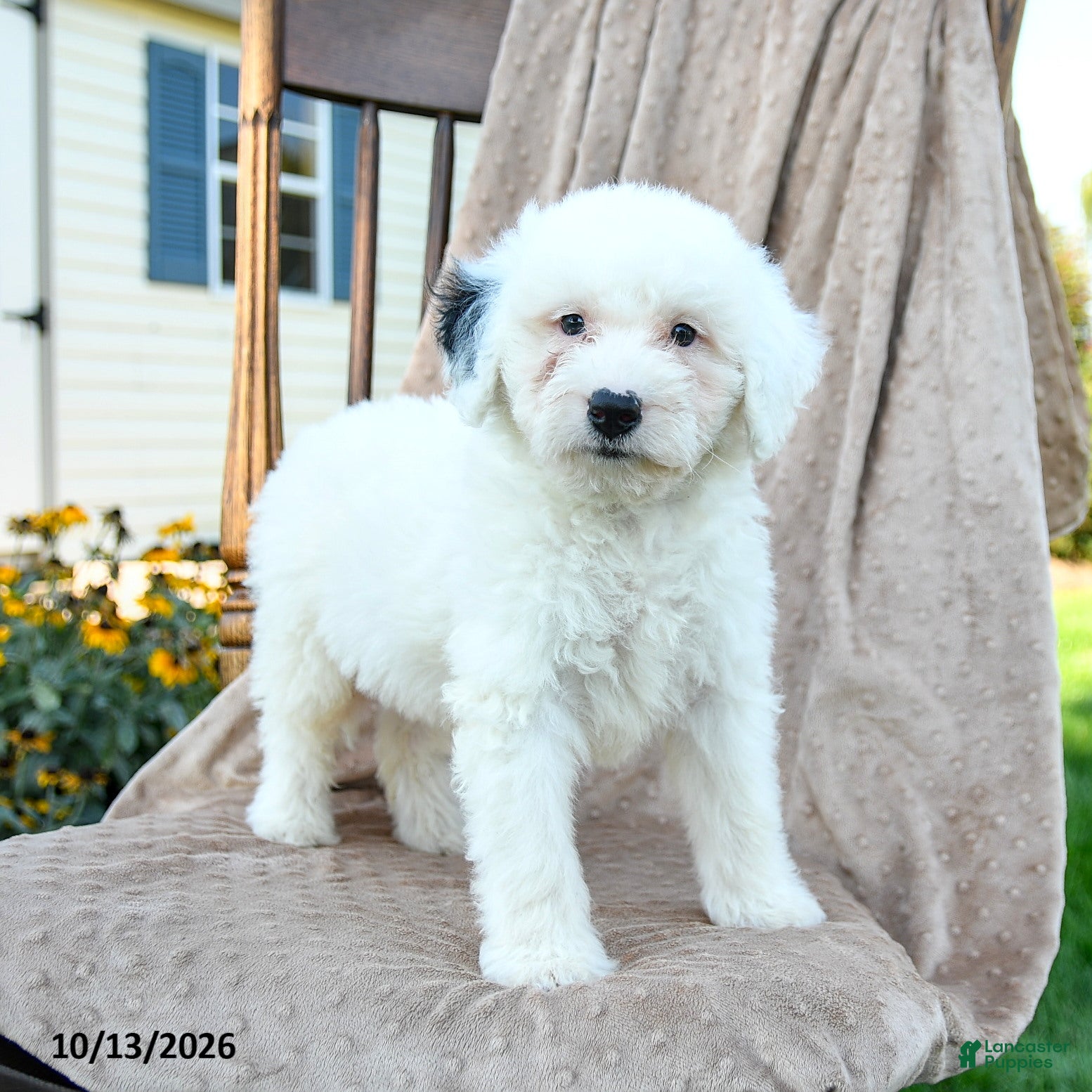Mini Bernedoodle dogs Trace - Ad 1