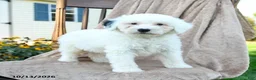 Mini Bernedoodle dogs for sale: Trace - Ad 1