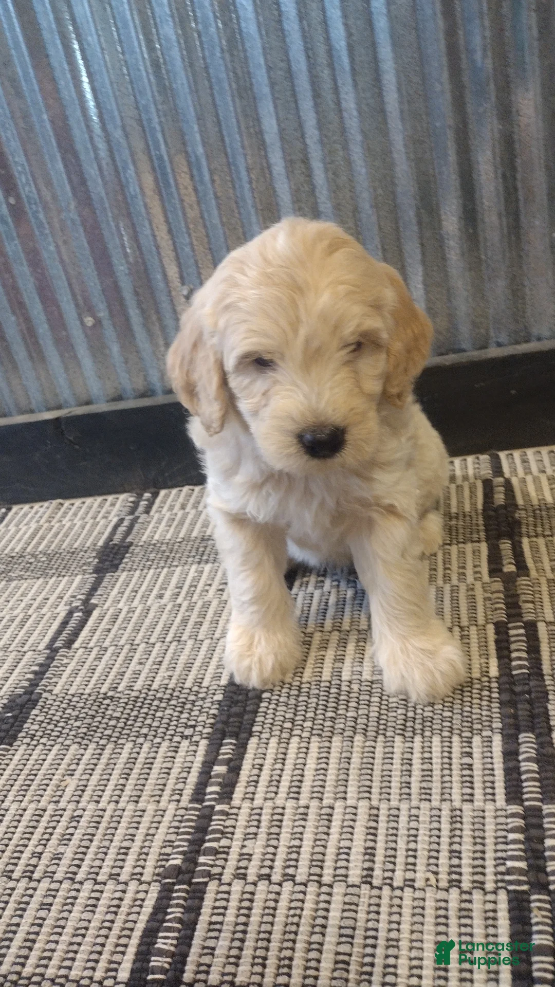 Mini Goldendoodle dogs for sale: Dusty - Ad 2