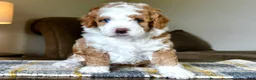 Mixed Breed dogs for sale: Red/Apricot-Blonde Micro Bernedoodle - Ad 3