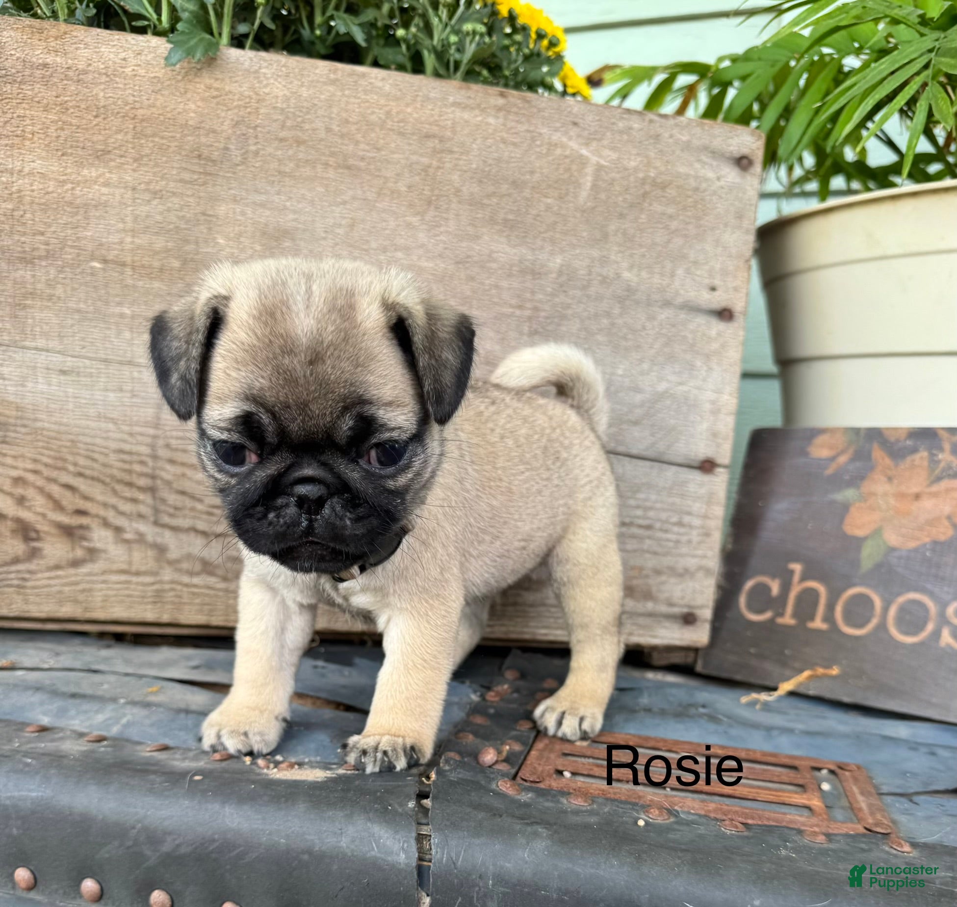 Pug dogs AKC, Rosie - Ad 2