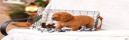 Labrador Retriever dogs for sale: Noelle - Ad 2