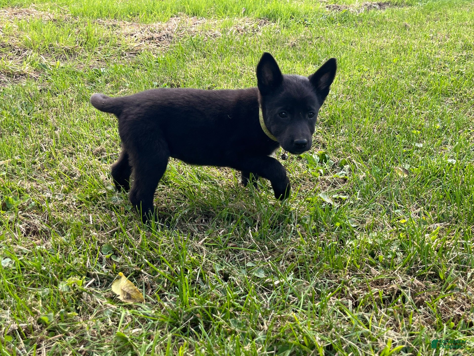 Mixed Breed dogs Mixed Breed 1 - Ad 2