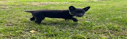 Mixed Breed dogs for sale: Mixed Breed 1 - Ad 2