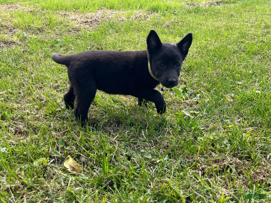 Mixed Breed dogs for sale: Mixed Breed 1 - Ad 2