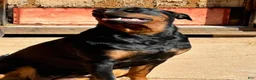 Mixed Breed dogs for sale: Negrito - Ad 3