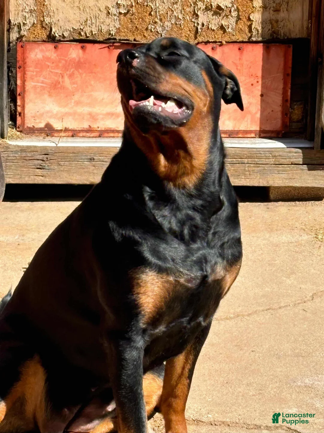 Mixed Breed dogs for sale: Negrito - Ad 3