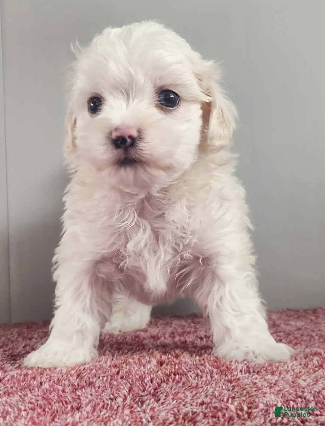 Maltipoo dogs for sale: Gambler - Ad 2