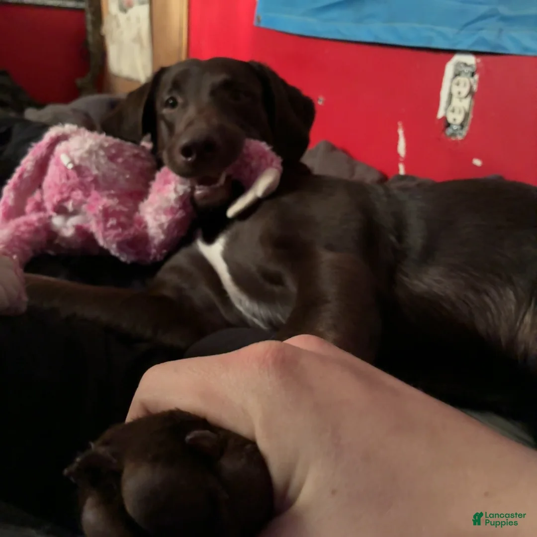 Labradoodle dogs for stud: Benson - Ad 3