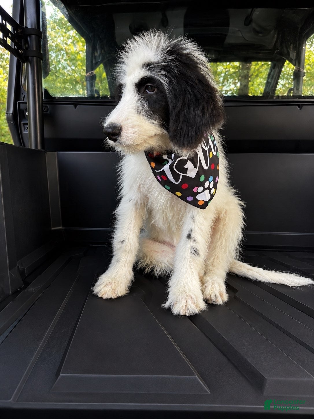 Mixed Breed dogs Mixed Breed 1 - Ad 1