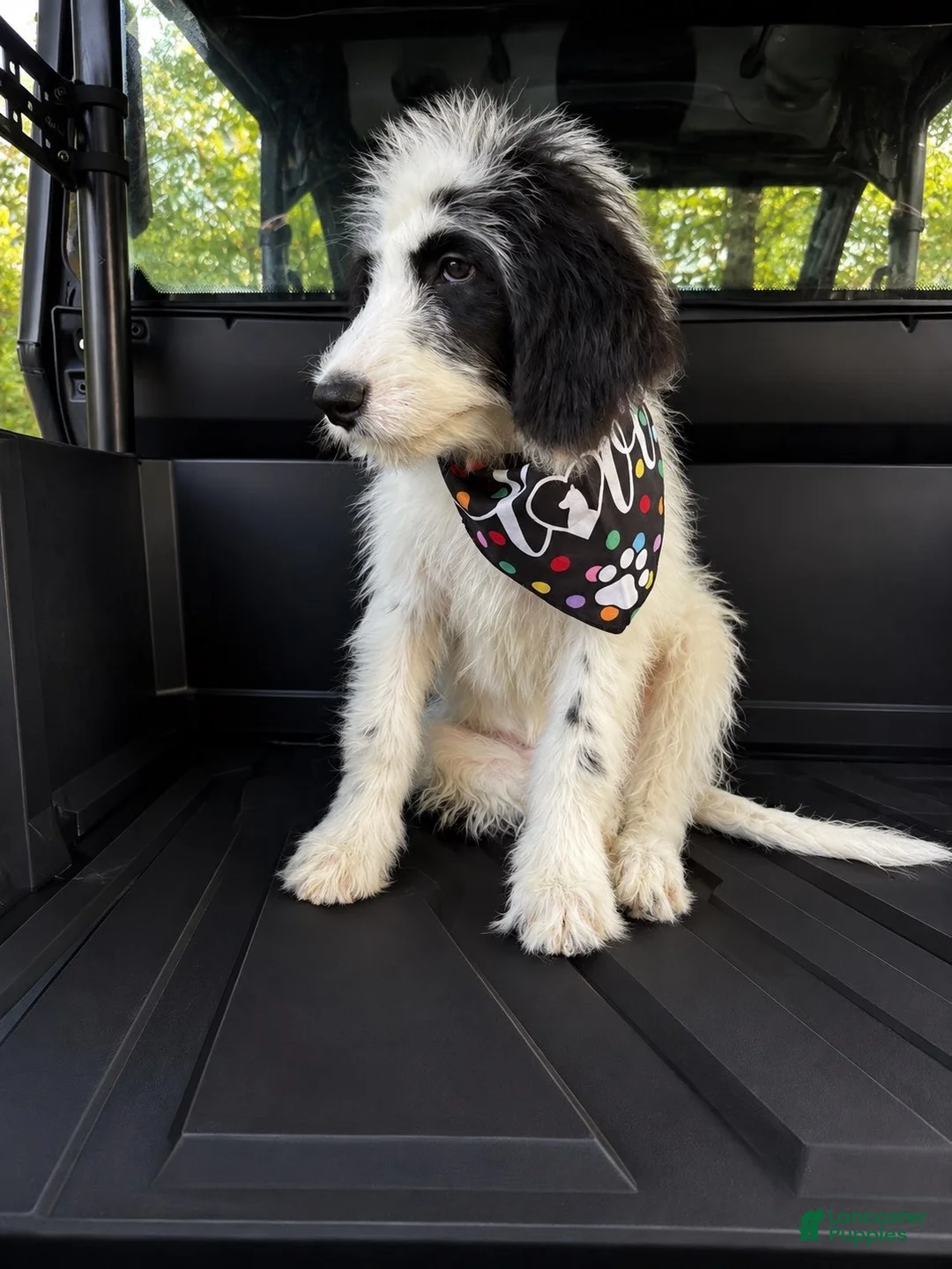 Mixed Breed dogs for sale: Mixed Breed 1 - Ad 1