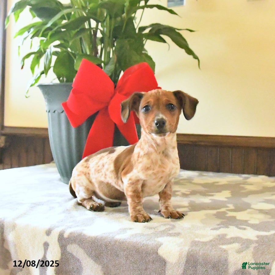 Miniature Dachshund dogs Xara - Ad 36