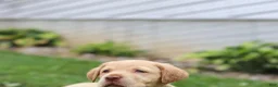 Labrador Retriever dogs for sale: Flora - Ad 3