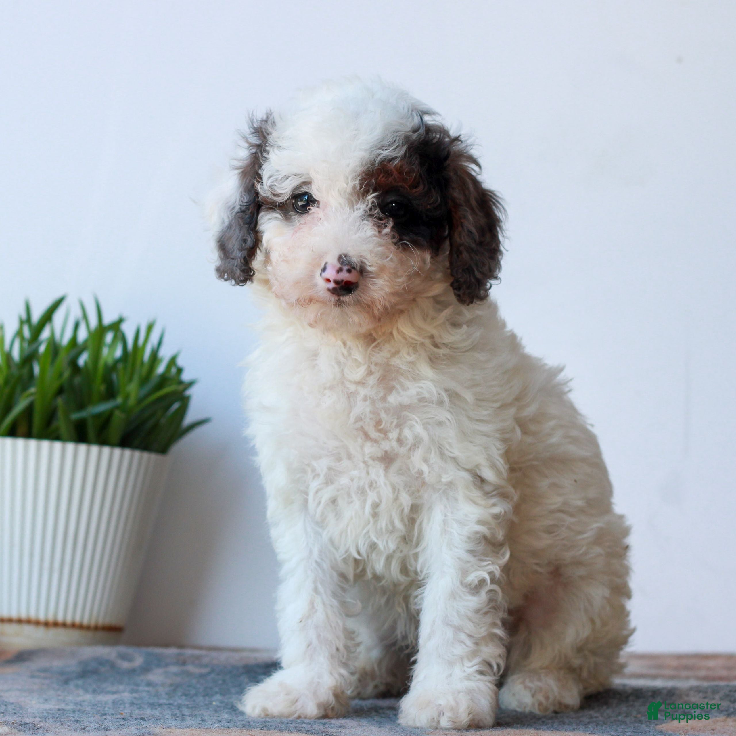 Miniature Poodle dogs Carson  - Ad 1