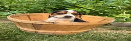 Beagle dogs for sale: Female purple collar summer 2026 - Ad 3