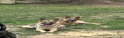 German Shepherd dogs for sale: Baby - Ad 6