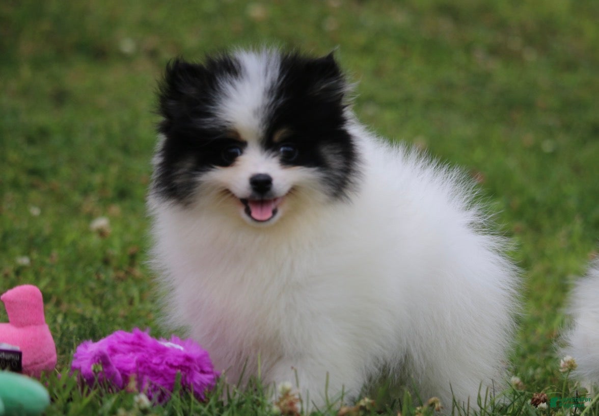 Pomsky dogs Trey - Ad 2