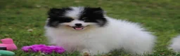 Pomsky dogs for sale: Trey - Ad 2