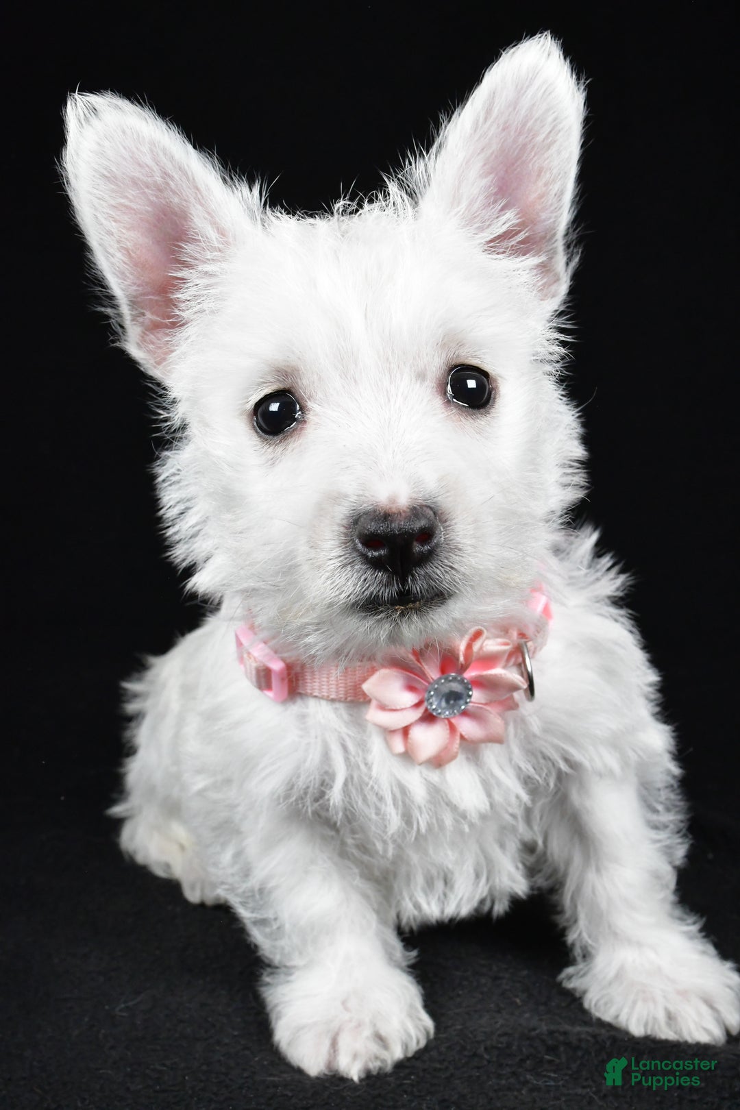 West Highland Terrier dogs for sale: Macey - Ad 8