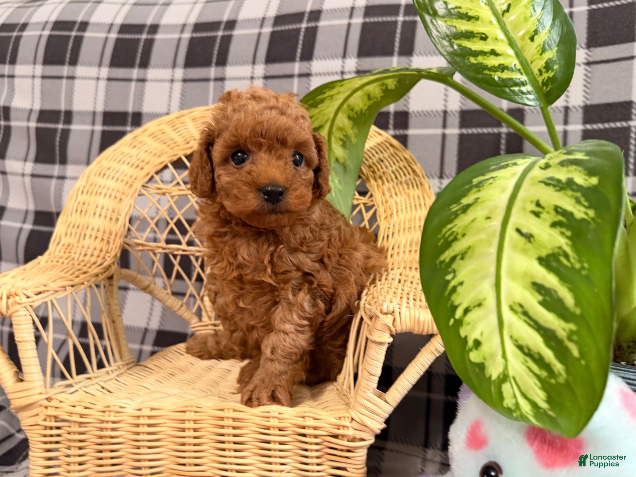 Toy Poodle dogs Jewel - Ad 2