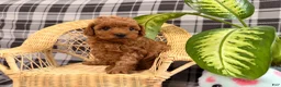 Toy Poodle dogs for sale: Jewel - Ad 2