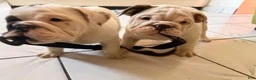 English Bulldog dogs for sale: English Bulldog 1 - Ad 2