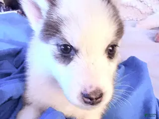 Siberian Husky dogs Siberian Husky Puppy 5 - Ad 2