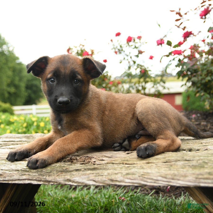 Belgian Malinois dogs Thor - Ad 2