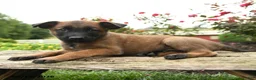 Belgian Malinois dogs for sale: Thor - Ad 2