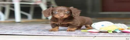 Miniature Dachshund dogs for sale: Landry - Ad 12