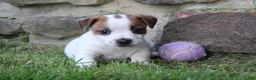 Jack Russell Terrier dogs for sale: Archie - Ad 3