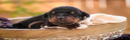 Doberman Pinscher dogs for sale: Delphine - Ad 1