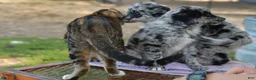 Mixed Breed dogs for sale: Buckle, female golden Aussie  - Ad 11