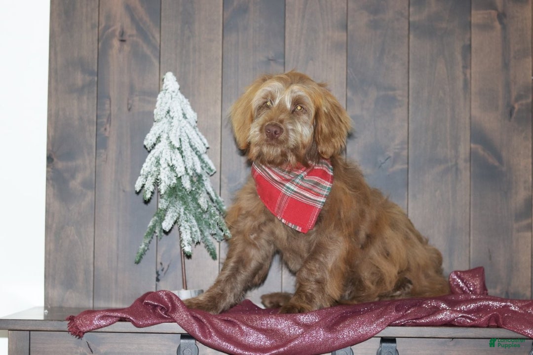 Mini Goldendoodle dogs for sale: Mini Goldendoodle Puppy 1 - Ad 4