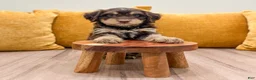 Mini Bernedoodle dogs for sale: Lucy - Ad 4