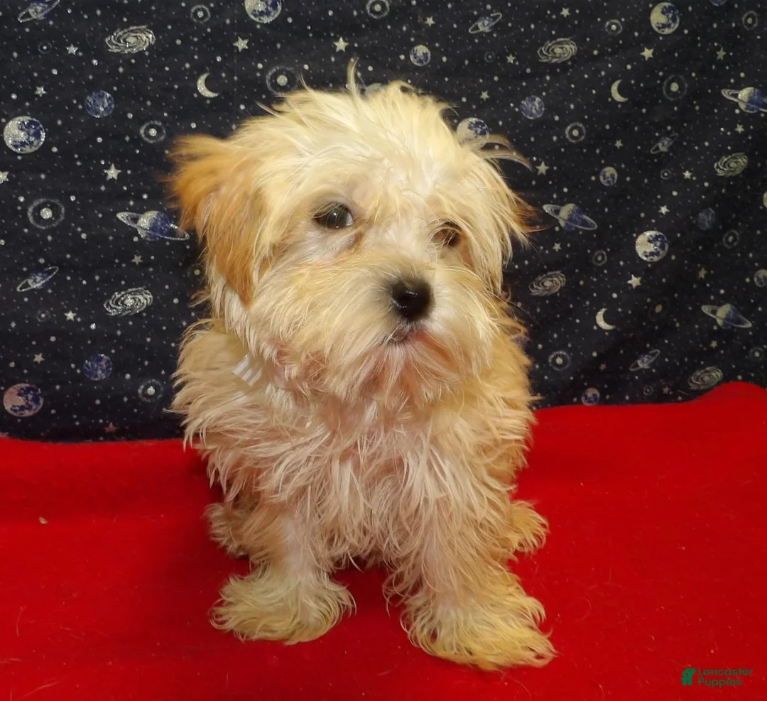 Morkie dogs for sale:  Ace - Ad 2