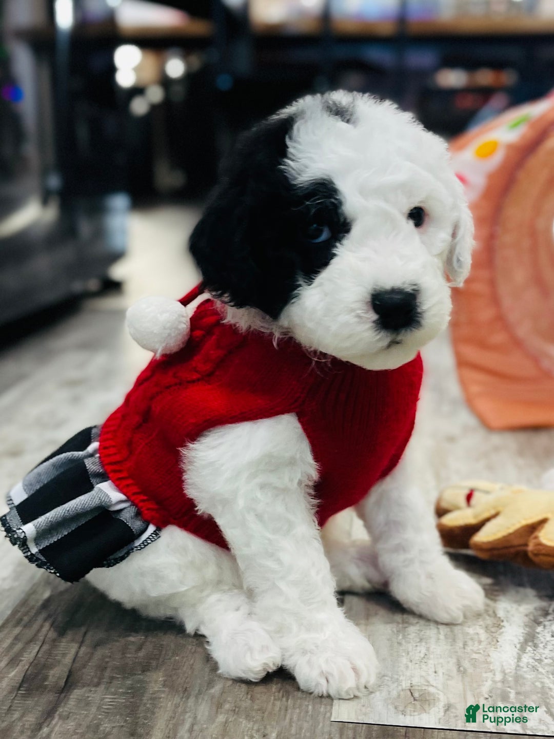 Sheepadoodle dogs for sale: Sheepadoodle Puppy 5 - Ad 3