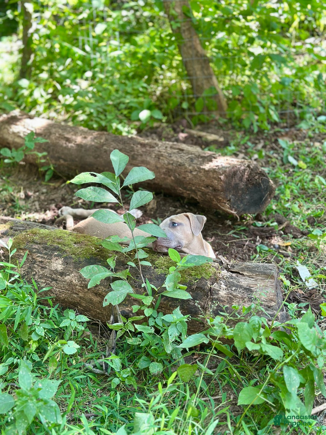 Mixed Breed dogs for sale: Whiley (Why-Lee) - Ad 7