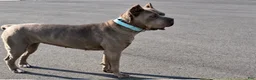 Cane Corso dogs for sale: Chase - Ad 3