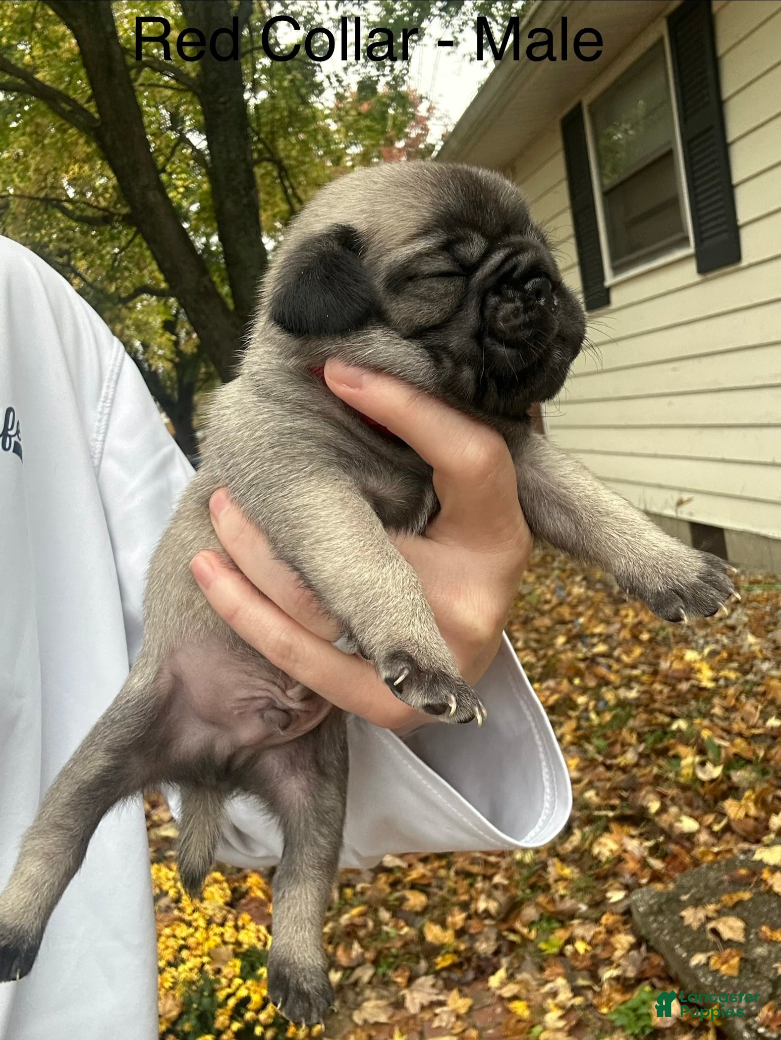 Pug dogs for sale: Red Male - Ad 27