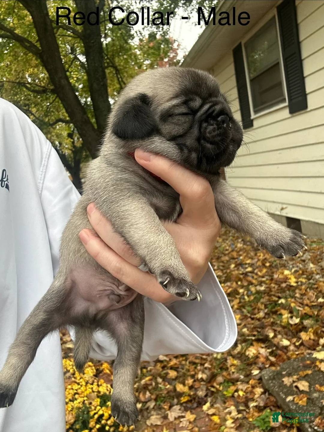 Pug dogs for sale: Red Male - Ad 1