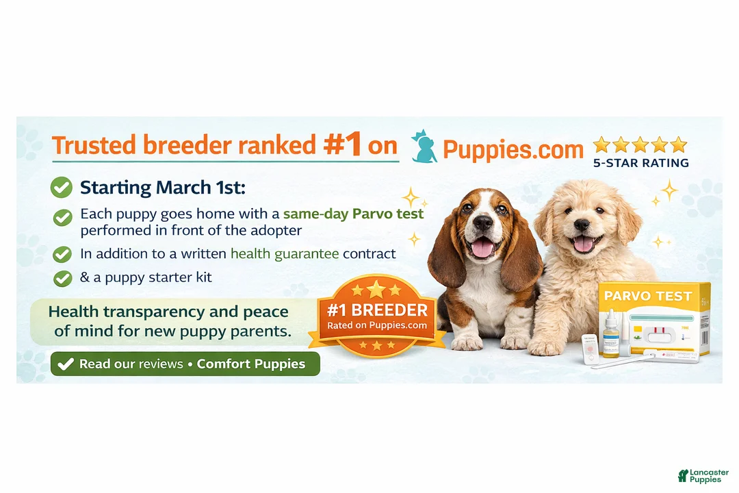 Miniature Pinscher dogs for sale: Miniature Pinscher Puppy 01 - Ad 2