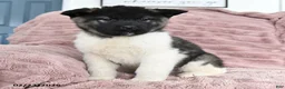 Akita dogs for sale: Falcon - Ad 4