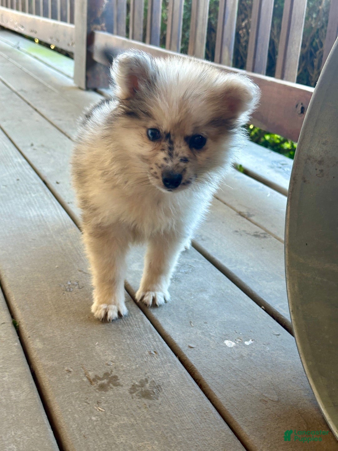 Pomsky dogs for sale: Clover - Ad 3
